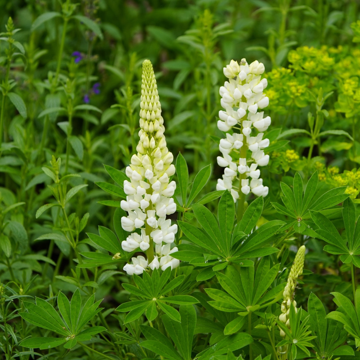 Lupina mnoholistá Gallery White Shades - Lupinus polyphyllus - semena lupiny - 20 ks
