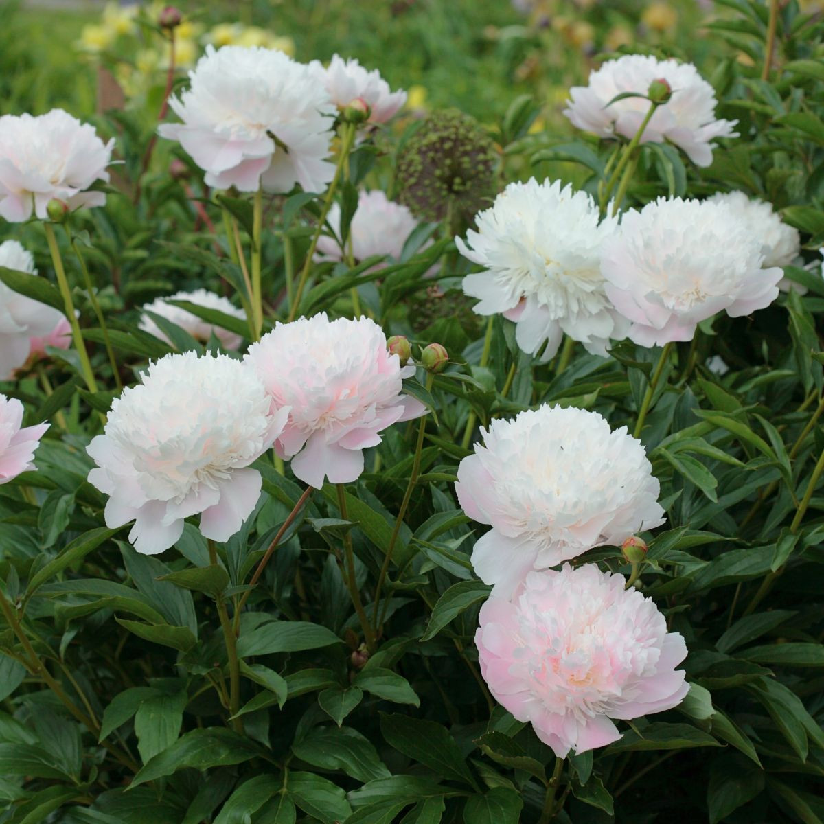 Pivoňka Shirley Temple - Paeonia lactiflora - hlízy pivoňky - 1 ks