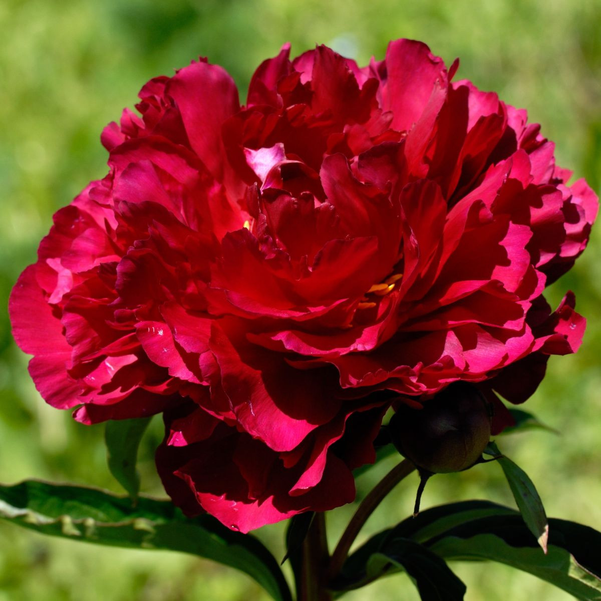Pivoňka Madame Gaudichau - Paeonia lactiflora - hlízy pivoňky - 1 ks