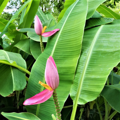 Banánovník růžový - Musa ornata - semena banánovníku - 3 ks