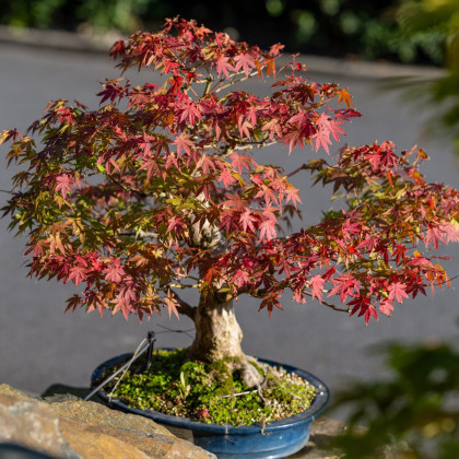 Javor dlanitolistý - Acer palmatum - semena javoru - 5 ks