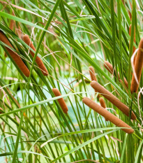 Orobinec úzkolistý - Typha angustifolia - semena orobince - 15 ks
