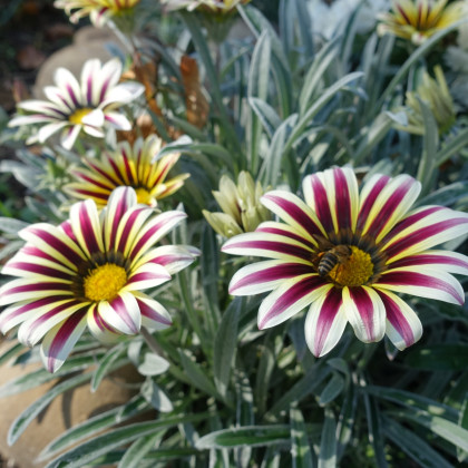 Gazánie Frosty Kiss White Flame - Gazania rigens - semena gazánie - 12 ks