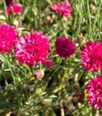 Chrpa luční Ball Red - Centaurea cyanus - semena chrpy - 50 ks