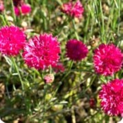 Chrpa luční Ball Red - Centaurea cyanus - semena chrpy - 50 ks