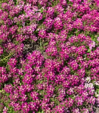 Tařicovka Wonderland Deep Rose - Lobularia maritima - semena tařicovky - 20 ks