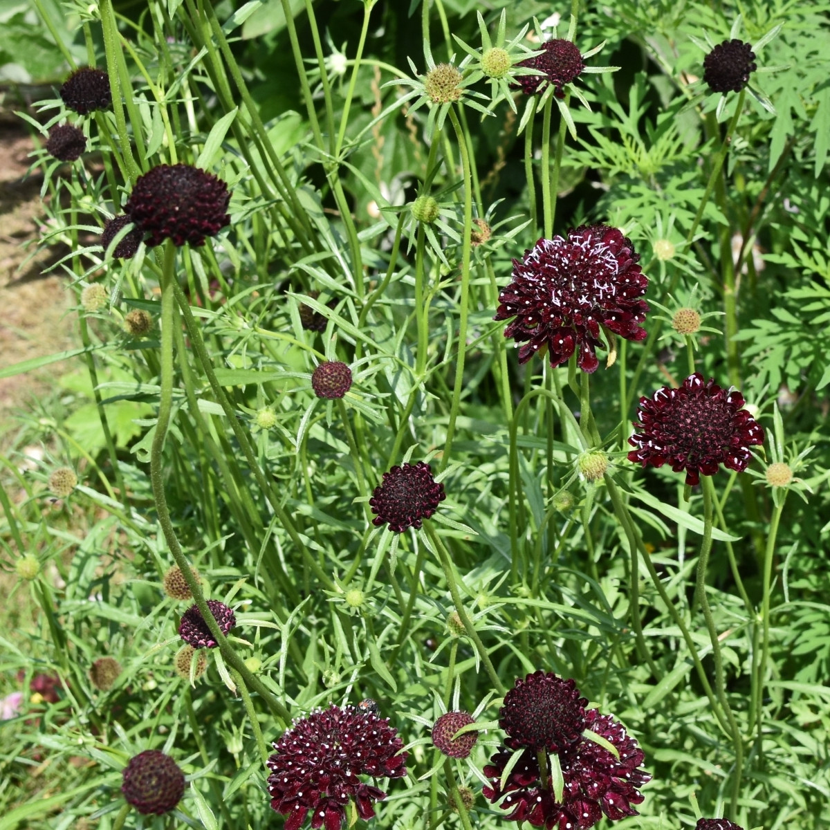 Hlaváč tmavonachový Black Knight - Scabiosa atropurpurea - semena hlaváče - 30 ks