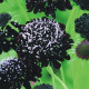 Hlaváč tmavonachový Black Knight - Scabiosa atropurpurea - semena hlaváče - 30 ks