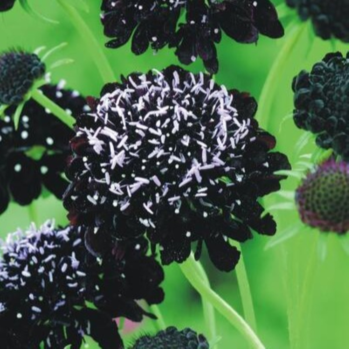 Hlaváč tmavonachový Black Knight - Scabiosa atropurpurea - semena hlaváče - 30 ks