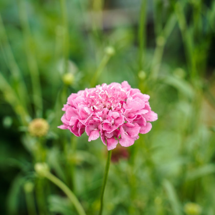 Hlaváč lososový QIS Salmon - Scabiosa atropurpurea - semena hlaváče - 30 ks