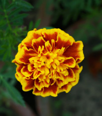 Aksamitník rozkladitý Hot Pak Fire - Tagetes patula - semena aksamitníku - 30 ks