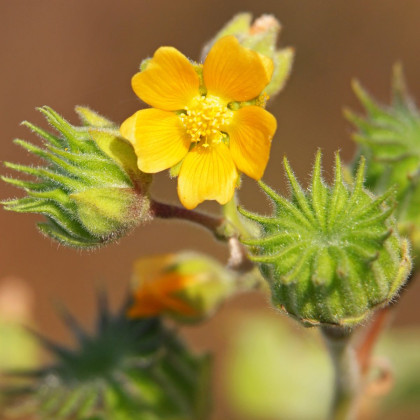 Mračňák Theophrastův - Abutilon theophrasti - semena mračňáku - 40 ks