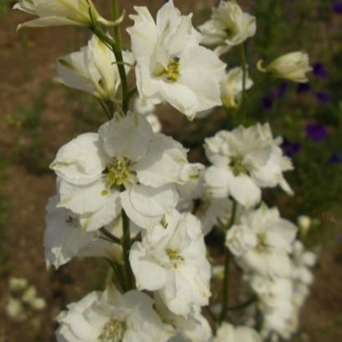 Ostrožka rolní bílá - Consolida regalis - semena ostrožky - 100 ks