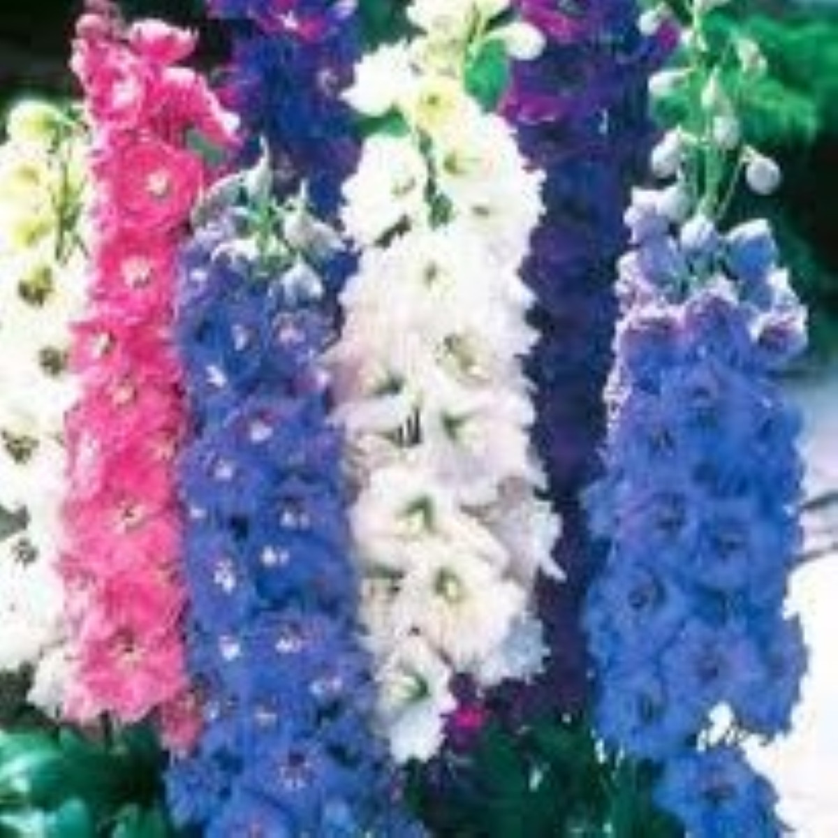 Osrožka rolní směs barev - Consolida regalis - semena ostrožky - 100 ks