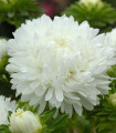 Astra King Size White - Callistephus chinensis - semena astry - 50 ks