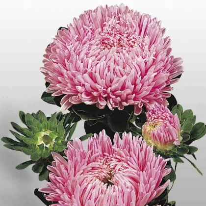 Astra čínská Matador Salmon Pink - Callistephus chinensis - semena astry - 50 ks