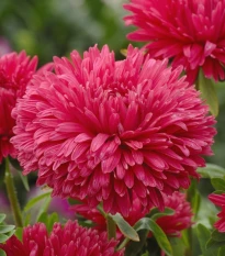 Astra čínská King Size White - Callistephus chinensis - semena astry - 50 ks