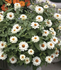 Ostálka elegantní plnokvětá bílá Profusion Double White - Zinnia elegans - semena ostálky - 15 ks