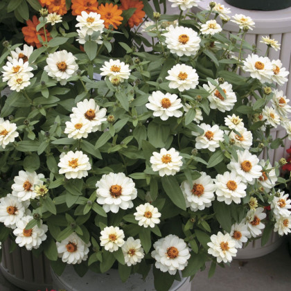 Ostálka elegantní plnokvětá bílá Profusion Double White - Zinnia elegans - semena ostálky - 15 ks