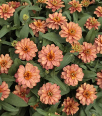 Ostálka elegantní plnokvětá růžová Profusion Double Deep Salmon - Zinnia elegans - semena ostálky - 15 ks