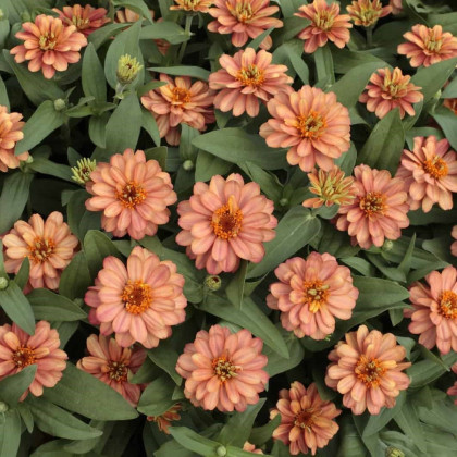 Ostálka elegantní plnokvětá růžová Profusion Double Deep Salmon - Zinnia elegans - semena ostálky - 15 ks