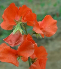 Hrachor Spring Sunshine Orange - Lathyrus odoratus - semena hrachoru - 12 ks