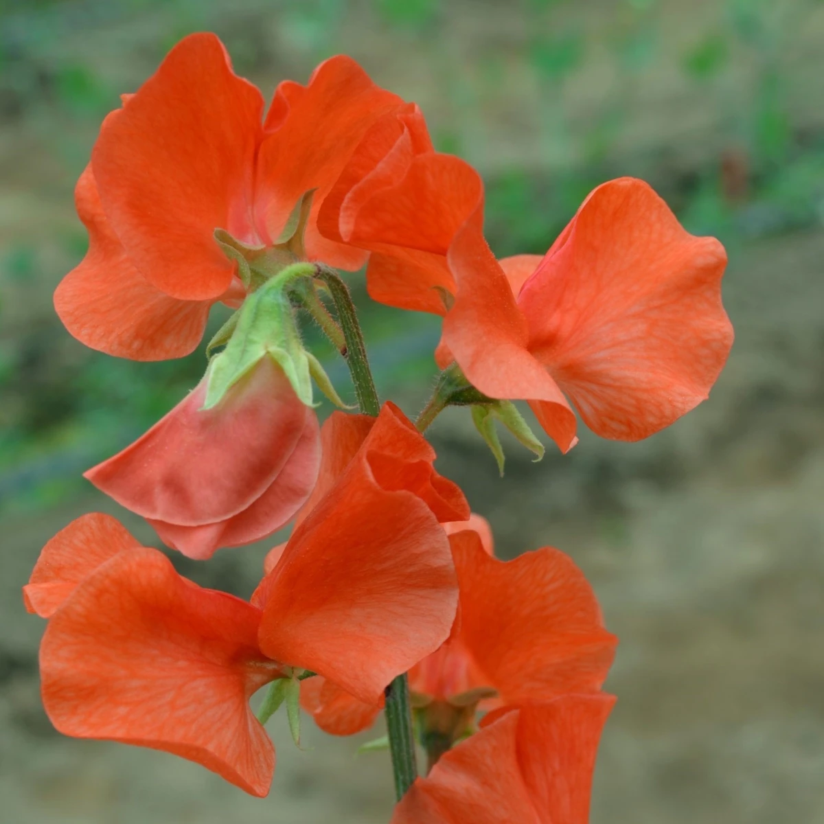 Hrachor Spring Sunshine Orange - Lathyrus odoratus - semena hrachoru - 12 ks