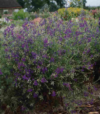 Stračka Blue Cloud - Delphinium consolida - semena stračky - 50 ks