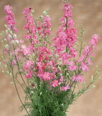 Stračka King Size Scarlet - Delphinium consolida - semena stračky - 50 ks