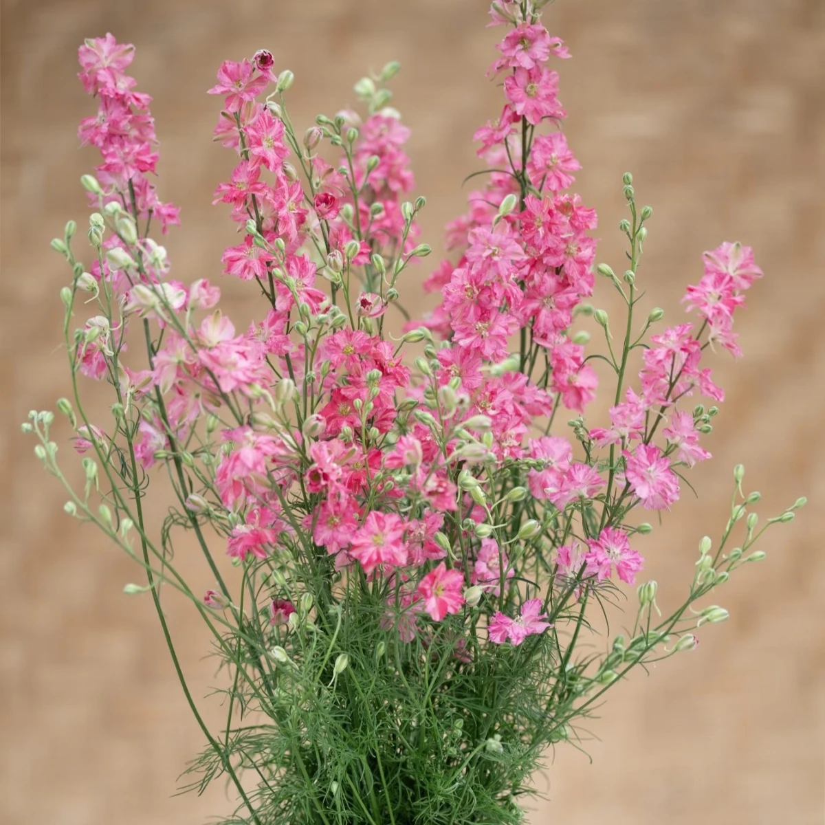 Stračka King Size Scarlet - Delphinium consolida - semena stračky - 50 ks