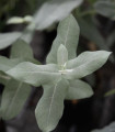 Eukalyptus globulus Styx - Blahovičník - Eucalyptus globulus - semena eukalyptu - 6 ks