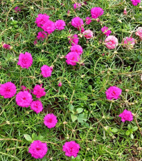 Šrucha zlatá Sundial Fuchsia F1 - Portulaca grandiflora - semena šruchy - 80 ks