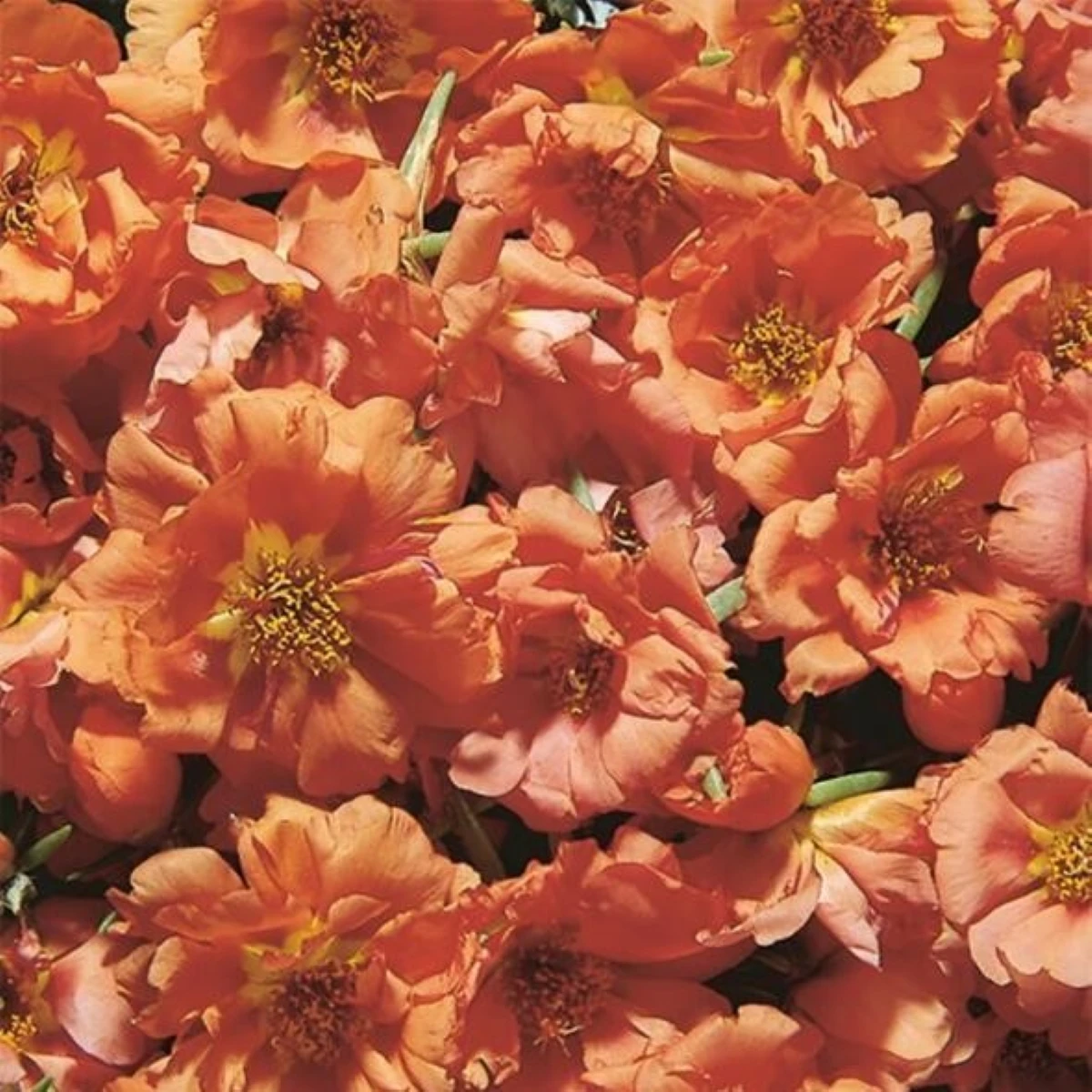 Šrucha zlatá Sundial Tangerine F1 - Portulaca grandiflora - semena šruchy - 80 ks