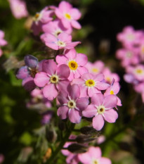 Poměnka lesní Rosylva - Myosotis sylvatica - semena pomněnky - 60 ks