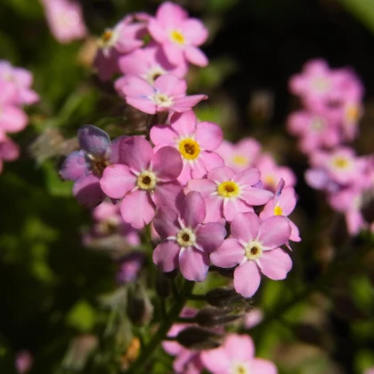 Poměnka lesní Rosylva - Myosotis sylvatica - semena pomněnky - 60 ks