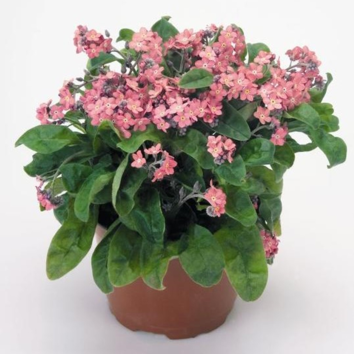 Poměnka lesní Rosylva - Myosotis sylvatica - semena pomněnky - 60 ks