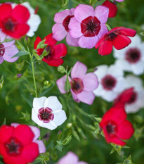 Len velkokvětý Tricolore - Linum grandiflorum - semena lnu - 100 ks