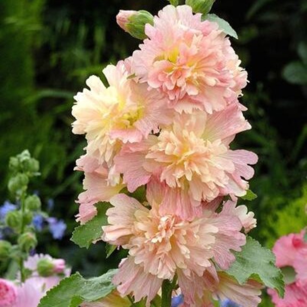 Topolovka růžová Spring Celebrities Apricot - Alcea rosea - semena topolovky - 10 ks