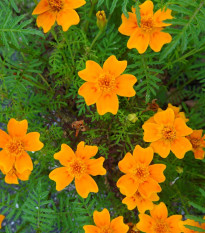 Aksamitník drobnokvětý oranžový - Tagetes tenuifolia - semena aksamitníku - 0,2 g