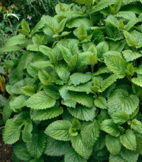 Meduňka Citra - Melissa officinalis - semena meduňky - 100 ks