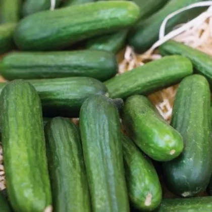 Okurka salátová Little Snack F1 - Cucumis sativus - semena okurky - 8 ks