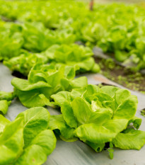 Salát hlávkový přezimující Humil - Lactuca sativa - semena salátu - 100 ks
