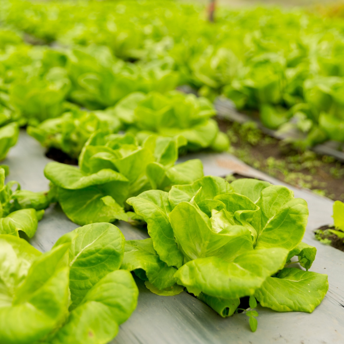 Salát hlávkový přezimující Humil - Lactuca sativa - semena salátu - 100 ks