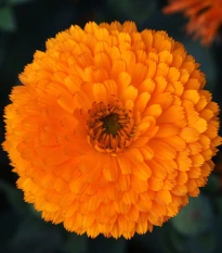 Měsíček lékařský Bon Bon oranžový - Calendula officinalis - semena měsíčku - 20 ks