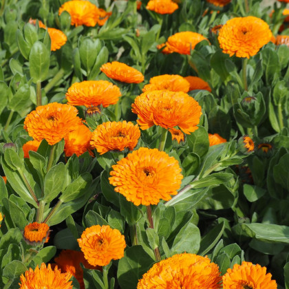 Měsíček lékařský Bon Bon oranžový - Calendula officinalis - semena měsíčku - 20 ks
