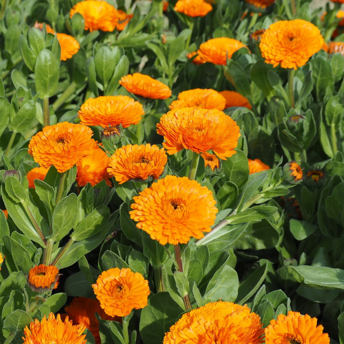 Měsíček lékařský Bon Bon oranžový - Calendula officinalis - semena měsíčku - 20 ks