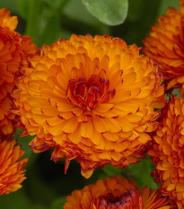 Měsíček lékařský Neon - Calendula officinalis - semena měsíčku - 40 ks
