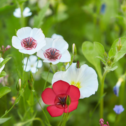 Len velkokvětý směs barev - Linum grandiflorum - semena lnu - 180 ks