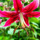 Lilie Miss Feya - Lilium - cibule lilie - 1 ks
