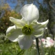 Narcis Sinopel - Narcissus - cibule narcisu - 3 ks